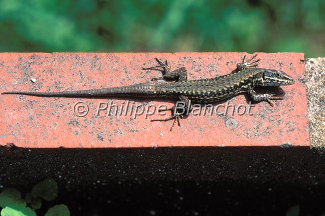 lacerta muralis .JPG - Lézard des muraillesLacerta muralisCommon european lizardReptilia, Squamata, LacertidaeFrance